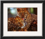 Leopards Prints Leopards Prints