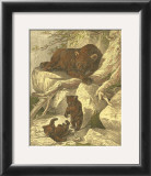 Small Brown Bear Prints by Friedrich Specht