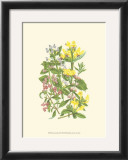 Summer Garden XI Prints by Anne Pratt
