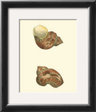 Variegated Turbo Shells Prints by George Shaw