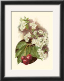 Cherry Blossom Print by Vision Studio 