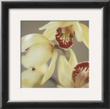 Cymbidium Flow II Prints by Jane-Ann Butler