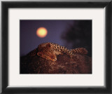 Leopard with Rising Moon Posters by Thom 