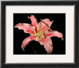 Dream Lilies I Prints by Renee Stramel