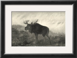 American Moose Prints by R. Hinshelwood