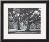 Oak Grove I Posters by Boyce Watt