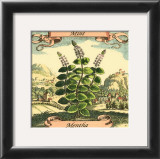 Mint Posters by Theodor de Bry
