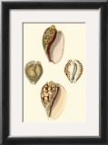 Cymbidum Shells Prints by Lovell Reeve