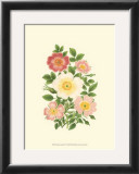 Summer Garden IV Posters by Anne Pratt