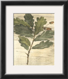 Weathered Oak Leaves II Prints by Gerard Paul Deshayes