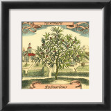 Rosemary Prints by Theodor de Bry