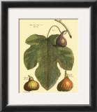 Fig Leaf II Prints by Langley 