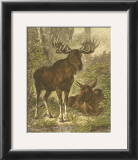 Small Moose Posters by Friedrich Specht