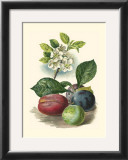 Plum Blossom Prints by Vision Studio 