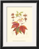 Red Maple Posters by Sprague 