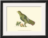 Purple-Tailed Parakeet Print by George Shaw