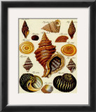 Conchylien Cabinet III Prints by W. Martini