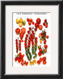 Tomatoes Prints by Roger Phillips