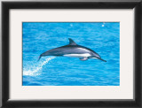 Spinner Dolphins Prints by Michael S. Nolan