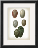 Bird Egg Study VI Art by Vision Studio 