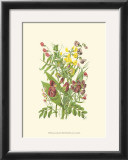 Summer Garden IX Prints by Anne Pratt
