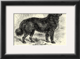 Newfoundland Prints
