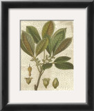 Fitch Leaves III Posters by Walter H. Fitch