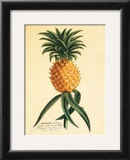 Ho'okipa Posters by Georg Dionysius Ehret