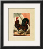 Roosters with Mat V Art by Cassell's Poultry Book 