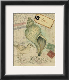 Postcard Shells II Prints by Nancy Shumaker Pallan