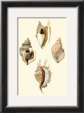 Strombus Shells Posters by Lovell Reeve