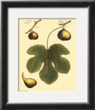 Fig Leaf I Posters by Langley 