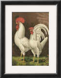 Roosters VI Print by Cassell 