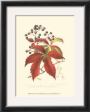Virginian Creeper Prints by Sprague 