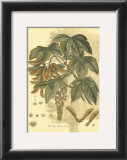 Antique Sycamore Tree Art by John Miller (Johann Sebastien Mueller) 