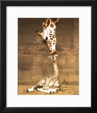 Giraffe, First Kiss Posters by Ron D'Raine