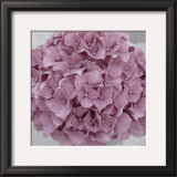 Pink Flower Prints by Prades Fabregat