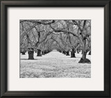 Old Walnut Orchard Posters by Dennis Frates