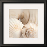 Shells II Prints by Jan Lens