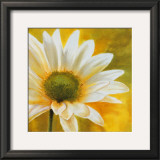 Marguerites dans le Soleil III Posters by Pierre Viollet