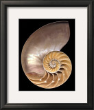 Chambered Nautilus Posters by Harold Feinstein