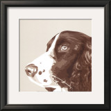 Springer Spaniel Art by Emily Burrowes