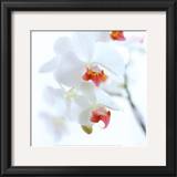 White and Pink Orchid Posters by Cédric Porchez