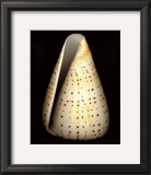 Lesser Butterfly Cone Prints by Harold Feinstein