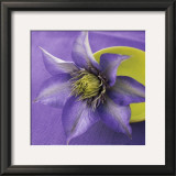 Clematis and Bowl Prints by Catherine Beyler