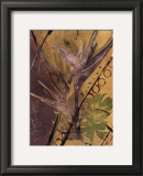 Rainforest Suite II Prints by Mimi Cora