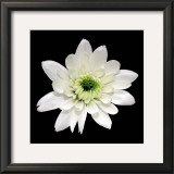 Monochrome Daisy Posters by George Fossey