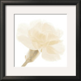 Carnation II Print by George Fossey