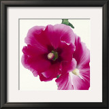 Pink Hollyhock I Prints by Stephanie Andrew