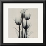 Tulips and Arum Lily Prints by Marianne Haas